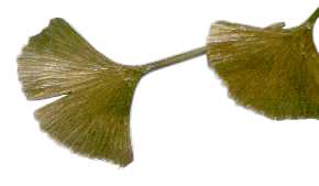 Ginko Leaf detail