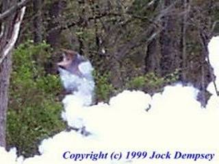 Blowing the anvil, mid flight.  Blacksmiths convention photo by Jock Dempsey.